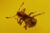 Fossil Aphid, Spider and Two Mites in Baltic Amber #200251-2